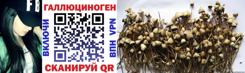 Купить закладки  Вязники  Галлюциногенные грибы Psilocybe 